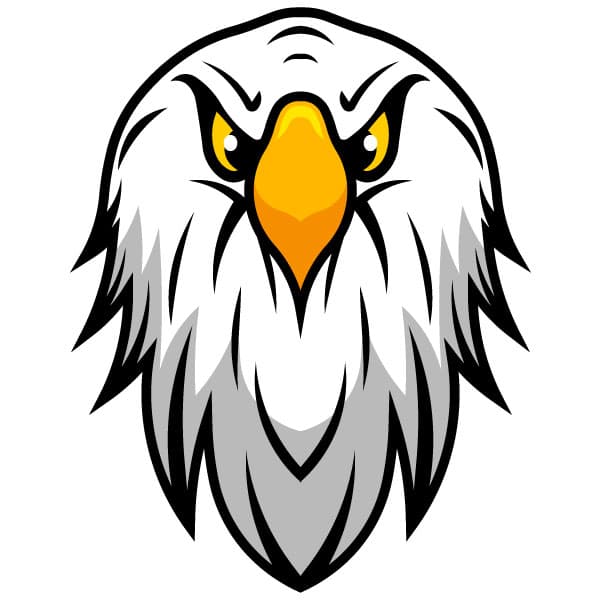 Bald eagle head