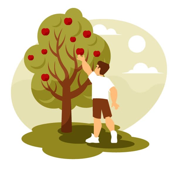 Man is picking apples