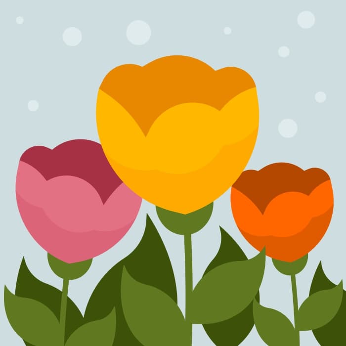 Tulips