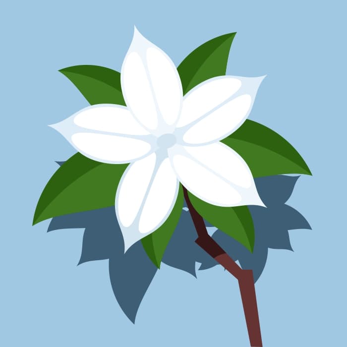 Jasmine flower