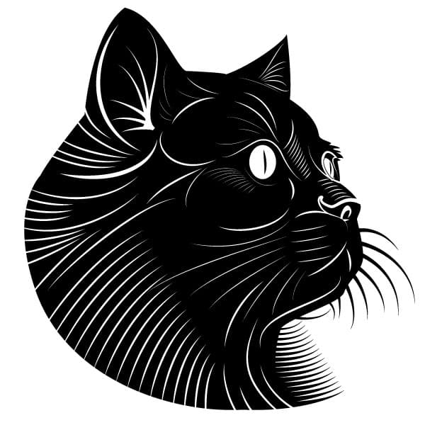 Black cat