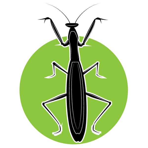 Praying mantis