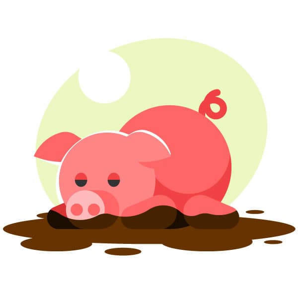 Pig lying in mud