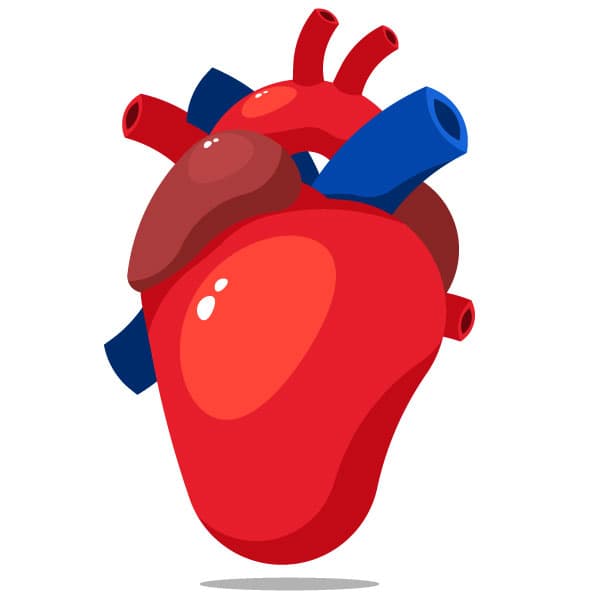 Anatomical heart